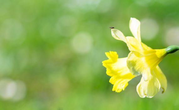 Narcisse / Narcissus