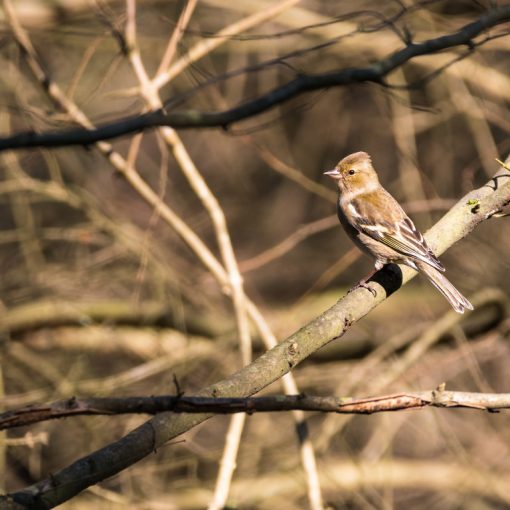 Pinson des arbres / Fringille coelebs