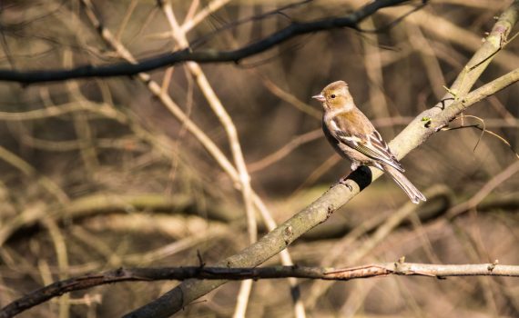 Pinson des arbres / Fringille coelebs