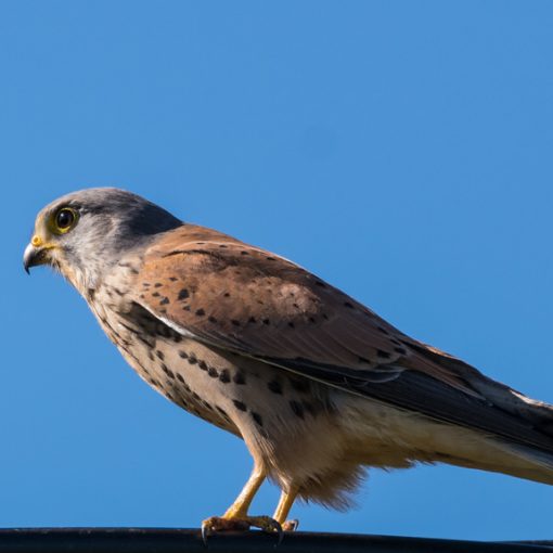 Faucon crécerelle / Falco tinnunculus