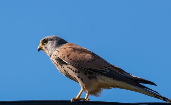 Faucon crécerelle / Falco tinnunculus