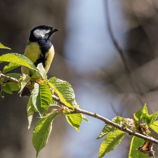 Mésange charbonnière / Parus major