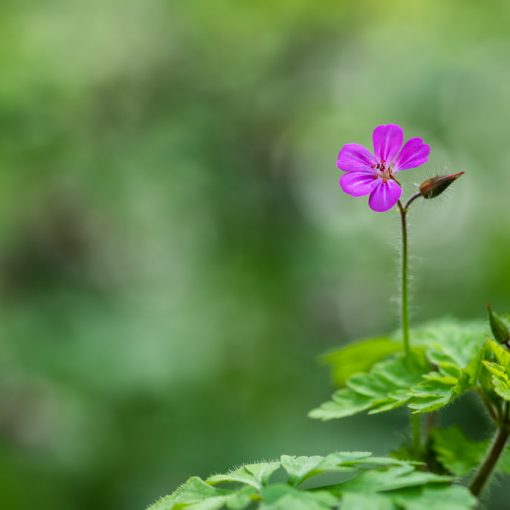 Géranium Herbe à Robbert / Geranium robertianum