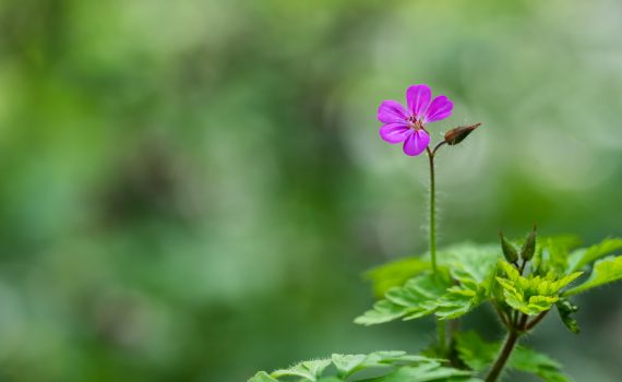 Géranium Herbe à Robbert / Geranium robertianum