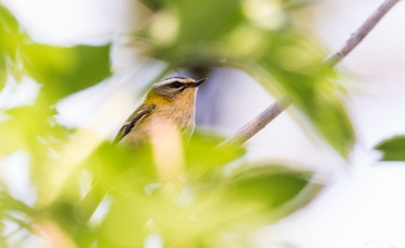 Roitelet triple-bandeau / Regulus ignicapillus