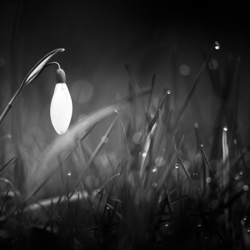 Perce-neige / Galanthus nivalis