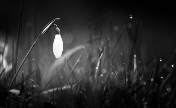 Perce-neige / Galanthus nivalis