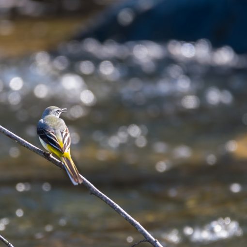 Bergeronnette des ruisseaux / Motacilla cinerea