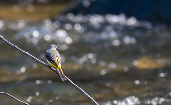 Bergeronnette des ruisseaux / Motacilla cinerea