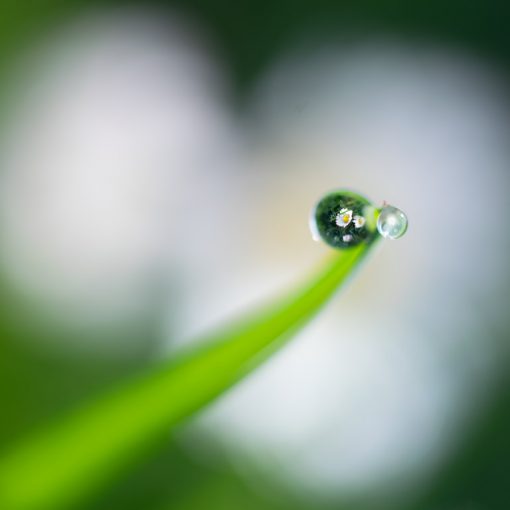 Pâquerette / Bellis perennis