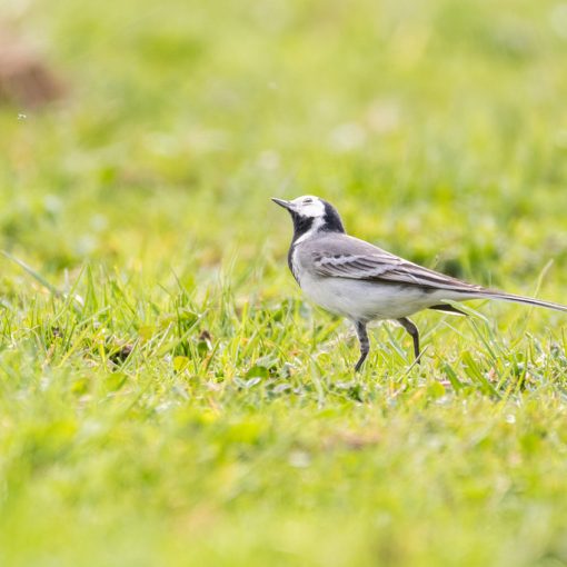 Bergeronnette grise / Motacilla alba