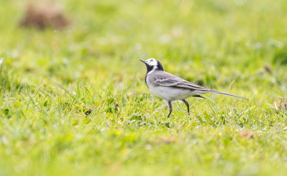 Bergeronnette grise / Motacilla alba