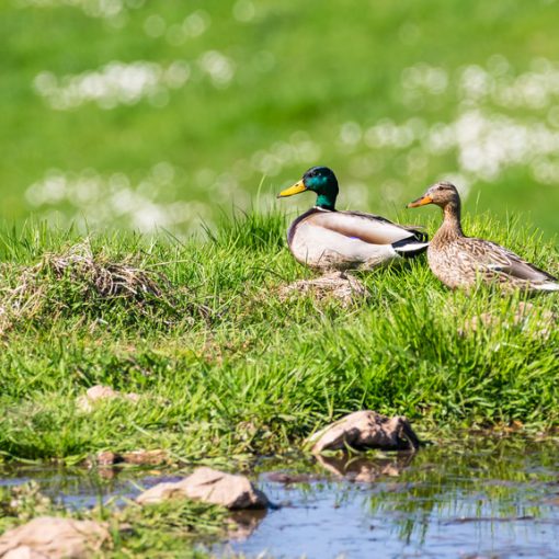 Canard colvert / Anas platyrhynchos