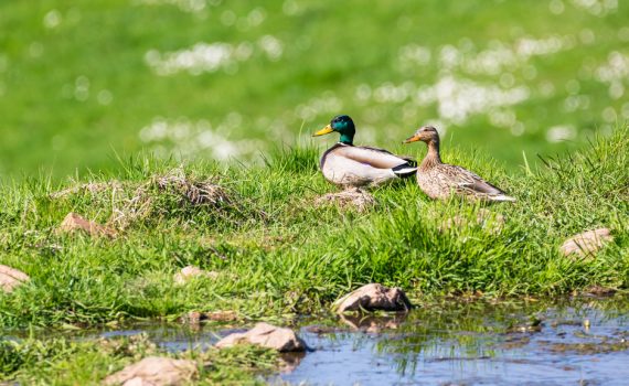 Canard colvert / Anas platyrhynchos