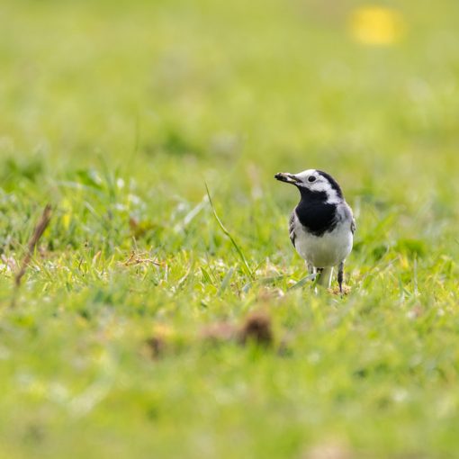 Bergeronnette grise / Motacilla alba