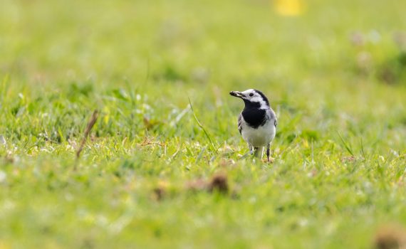 Bergeronnette grise / Motacilla alba