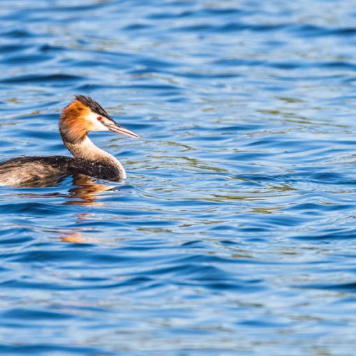 Grèbe huppé / Podiceps cristatus