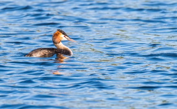 Grèbe huppé / Podiceps cristatus