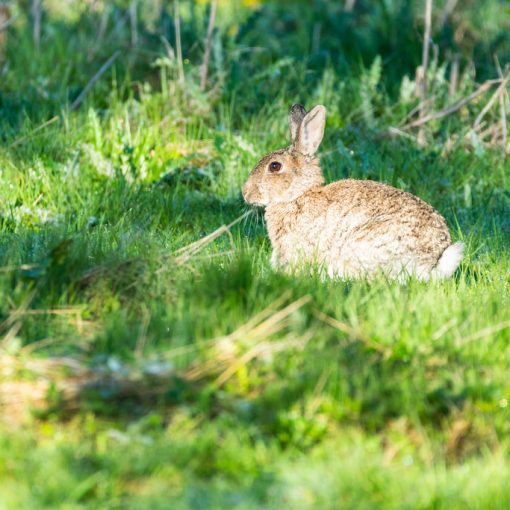 Lapin de Garenne / Oryctolagus cuniculus