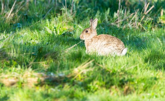 Lapin de Garenne / Oryctolagus cuniculus