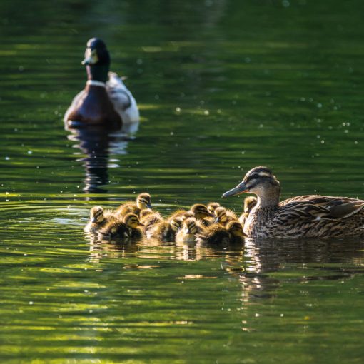 Canard colvert / Anas platyrhynchos