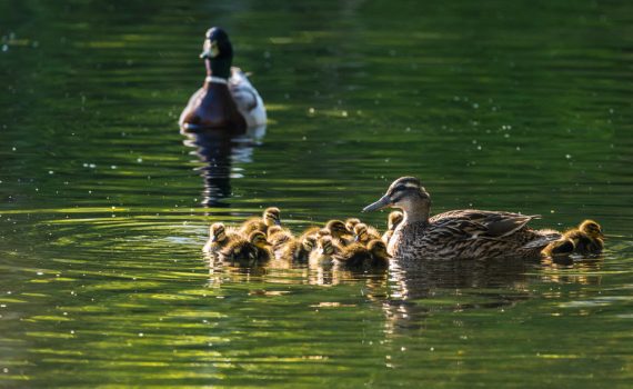 Canard colvert / Anas platyrhynchos