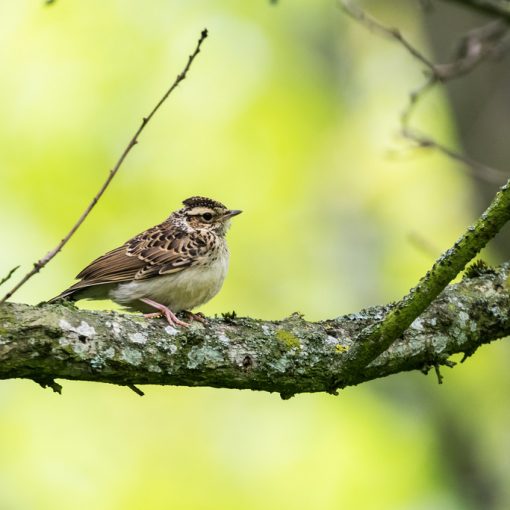 Alouette lulu / Lullula arborea