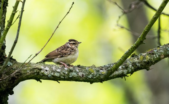 Alouette lulu / Lullula arborea