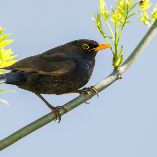 Merle noir / Turdus merula