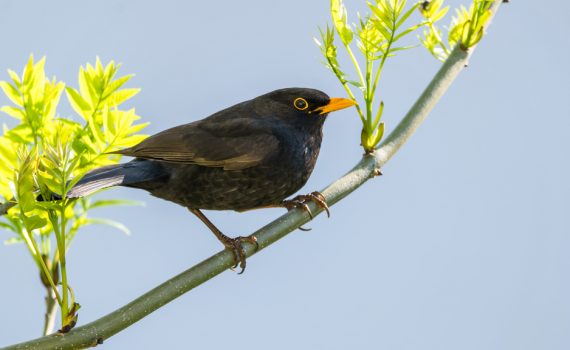 Merle noir / Turdus merula