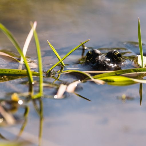 Grenouille verte / Pelophylax kl. esculentus