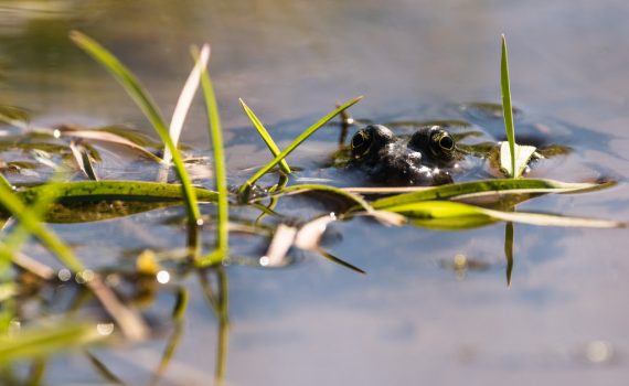 Grenouille verte / Pelophylax kl. esculentus