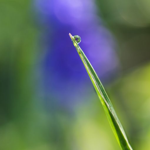 Muscari