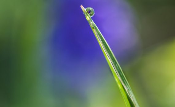 Muscari