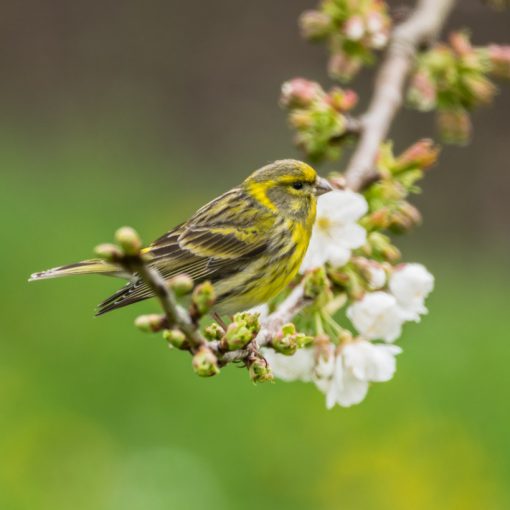 Serin cini / Serinus serinus