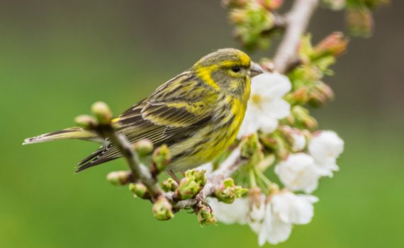 Serin cini / Serinus serinus