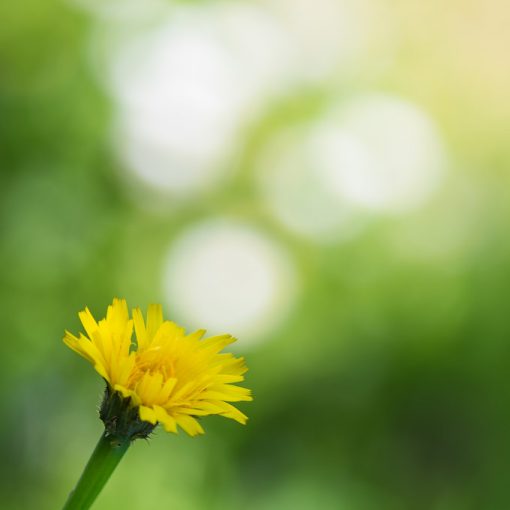 Pissenlit / Taraxacum officinale