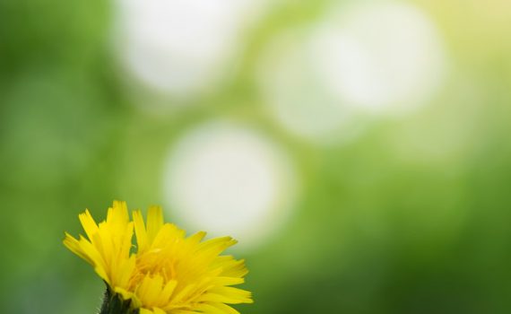 Pissenlit / Taraxacum officinale