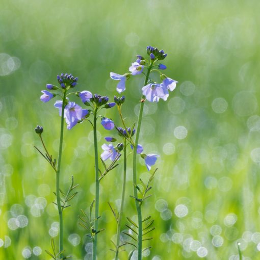 Cardamine des près / Cardamine pratensis