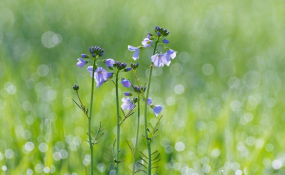 Cardamine des près / Cardamine pratensis