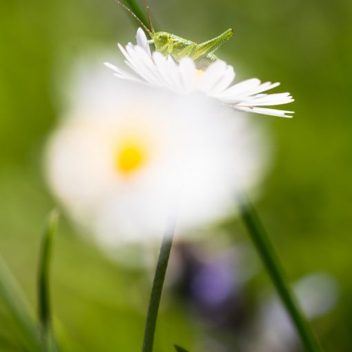 Pâquerette / Bellis perennis