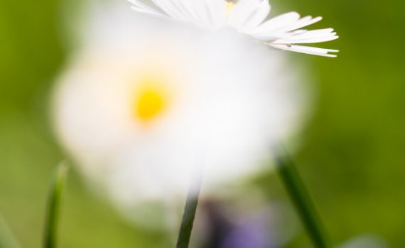 Pâquerette / Bellis perennis