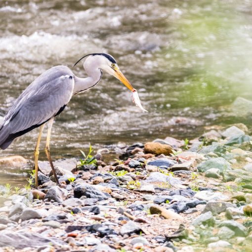 Héron cendré / Ardea cinerea