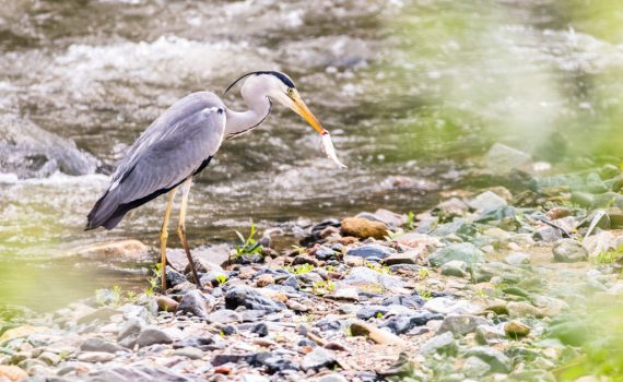 Héron cendré / Ardea cinerea