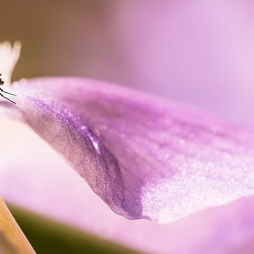 Mouche des pluies / Anthomyia pluvialis