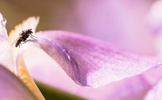 Mouche des pluies / Anthomyia pluvialis