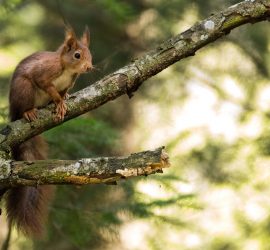 Ecureuil roux / Sciurus vulgaris