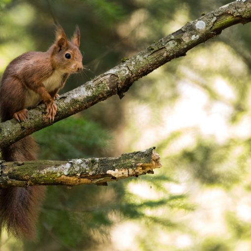 Ecureuil roux / Sciurus vulgaris