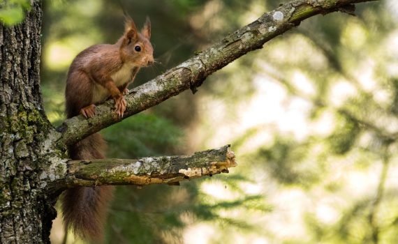 Ecureuil roux / Sciurus vulgaris