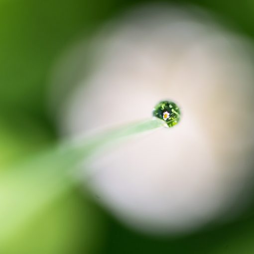 Pâquerette / Bellis perennis